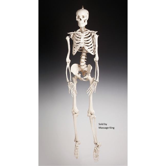 Budget Bucky skeleton with hanging hook is 5 feet 5 inches tall