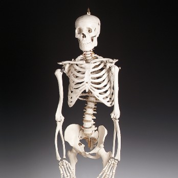 Budget Bucky Skeleton - This budget skeleton is great for reference or education.