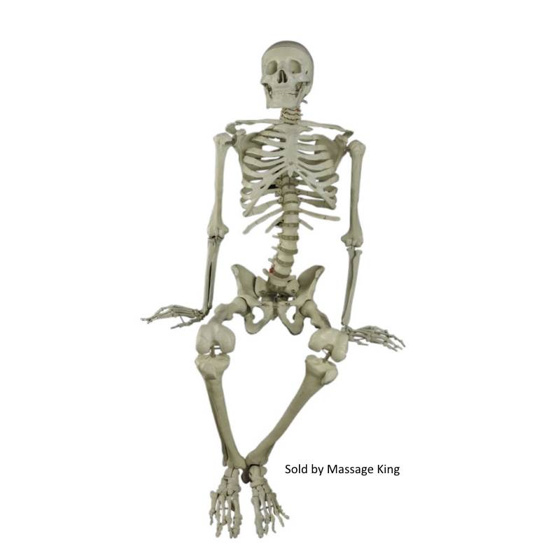 Budget Bucky skeleton sitting position.