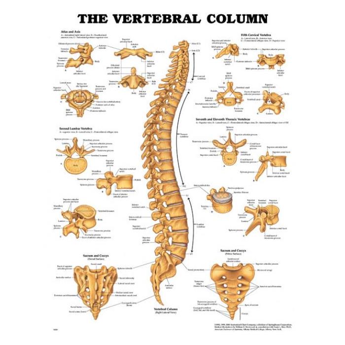 Vertebral Column Anatomical Spinal Chart, laminated, with grommets.